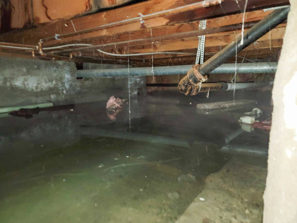 Best Mold removal after water damage  in Macom, IL