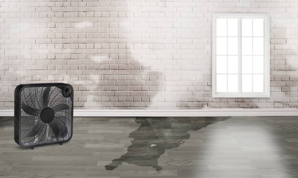Best Flood damage cleanup  in Macom, IL